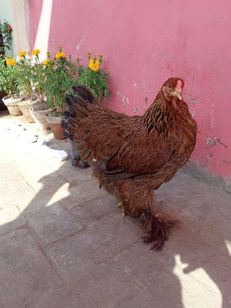 Gold Partridge brahma F1 Breeder female 1.5 years old