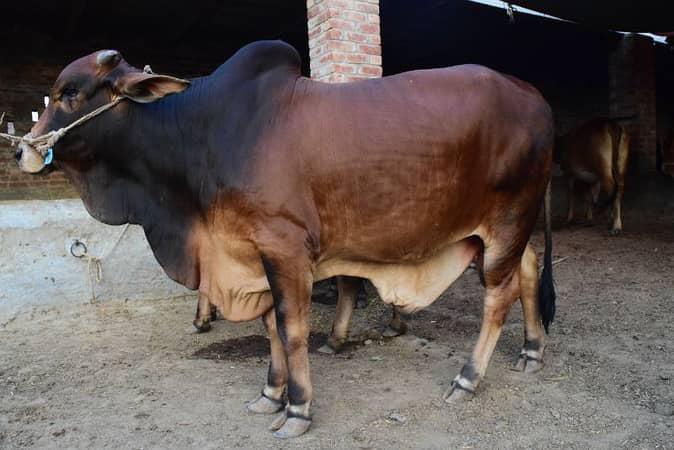 Qurbani donda bachra bull heavy bulls price 130000 upto