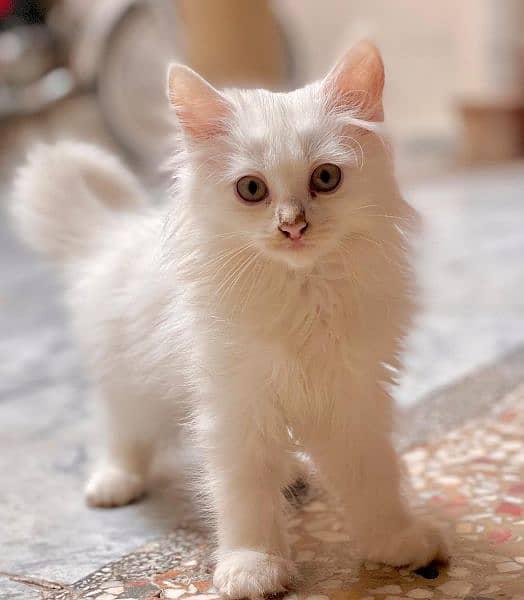 Persian kitten