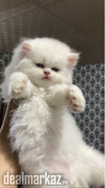Persian kitten triple coated Persian kitten triple coated